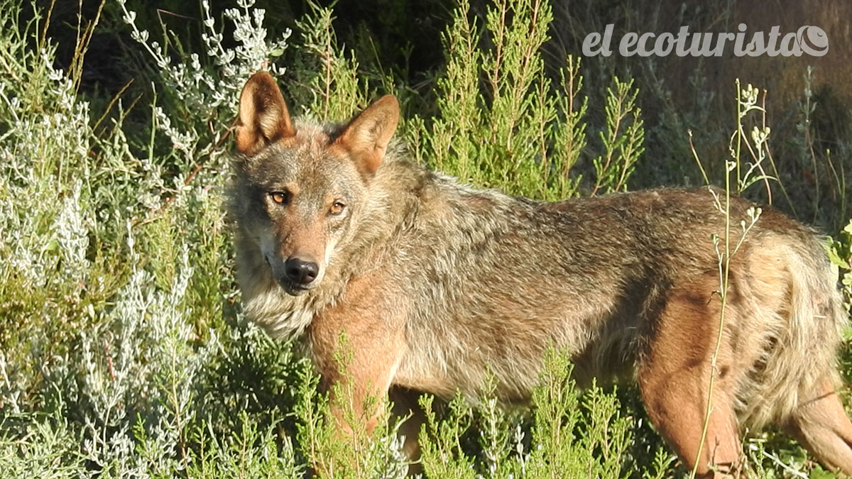 Observación de lobos en la Sierra de la Culebra – El Ecoturista
