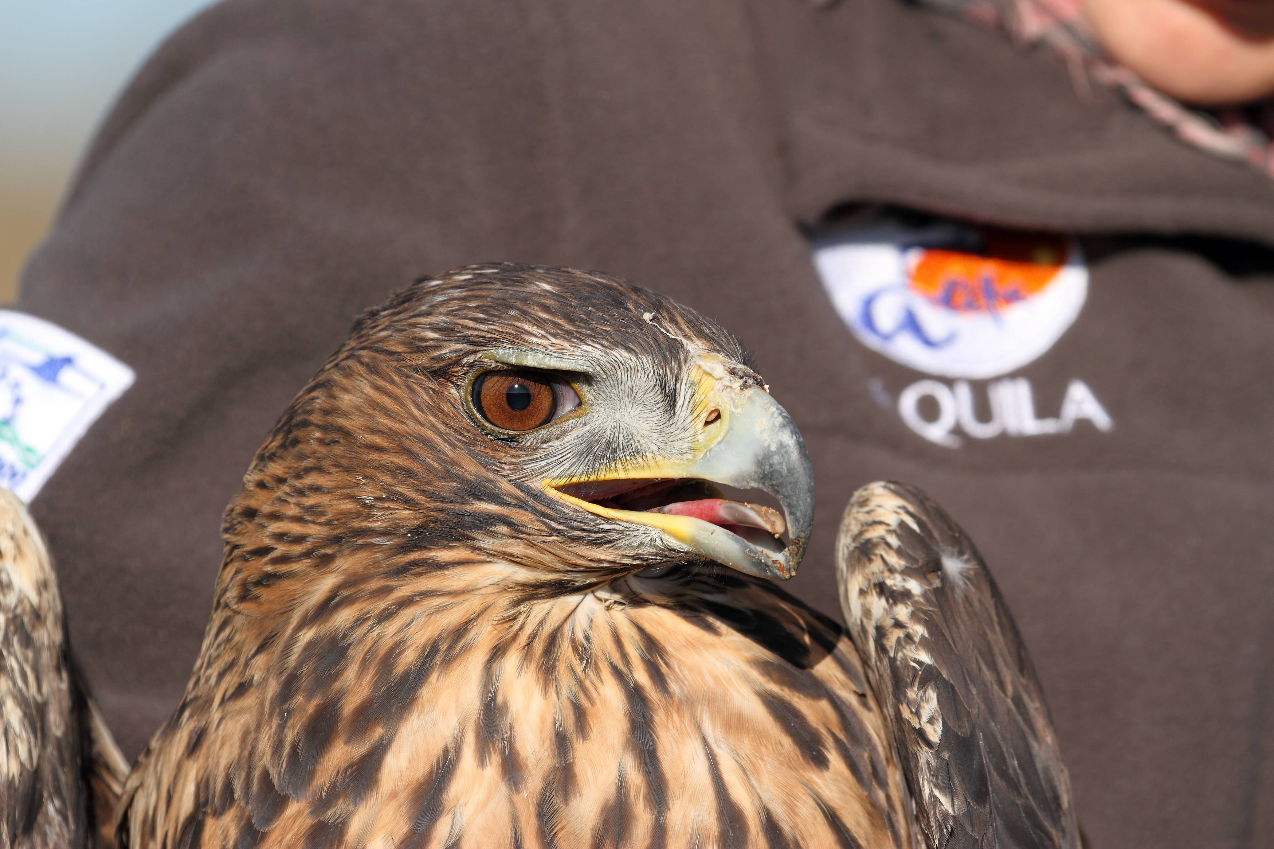 Ocho águilas de Bonelli reintroducidas en Madrid por el proyecto AQUILA  a-LIFE – El Ecoturista