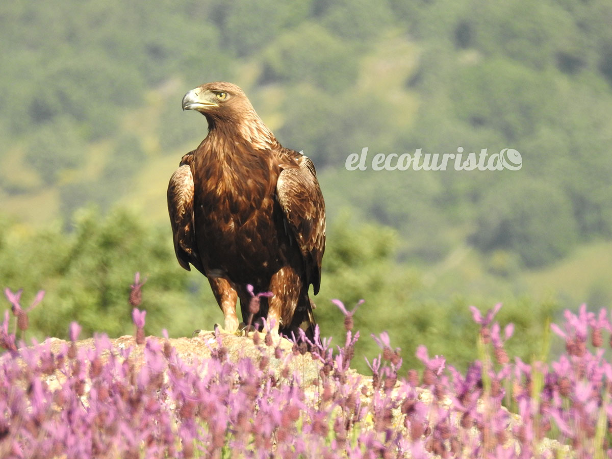 Águila Real desde hide en la Sierra de Guadarrama – El Ecoturista