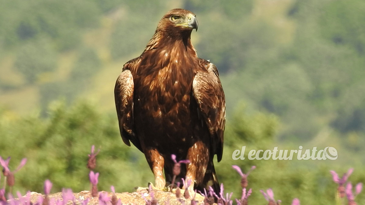 Águila Real desde hide en la Sierra de Guadarrama – El Ecoturista