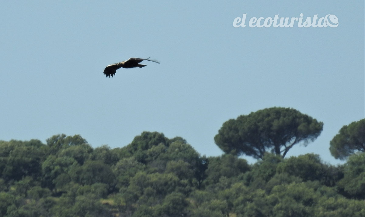 alt="águila imperial ibérica sierra oeste Madrid"