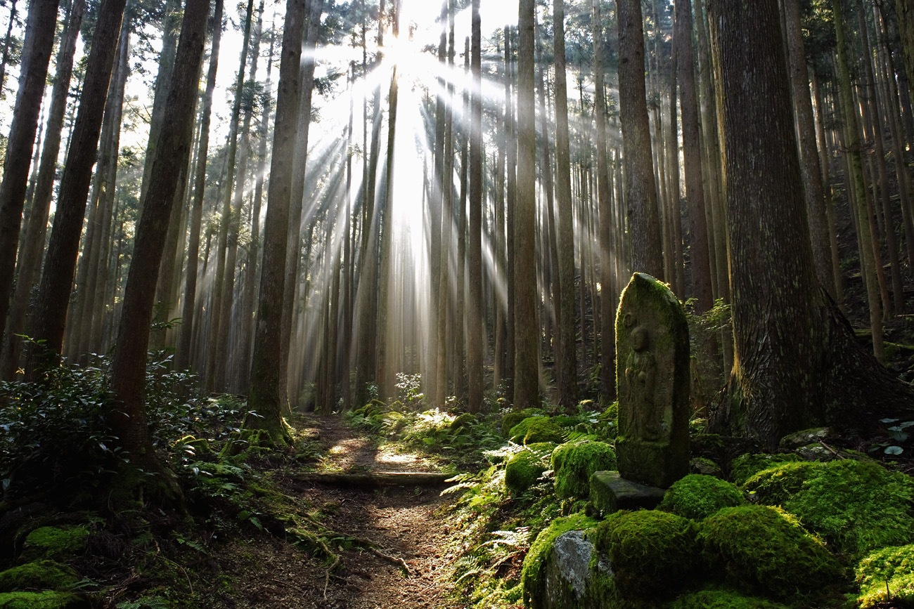 Baños de Bosque en Japón – El Ecoturista