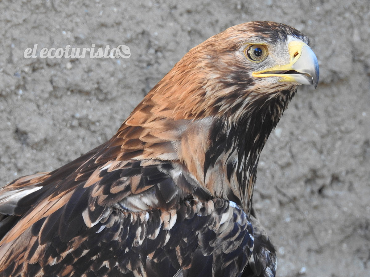 Águila imperial ibérica en la Sierra Oeste de Madrid – El Ecoturista