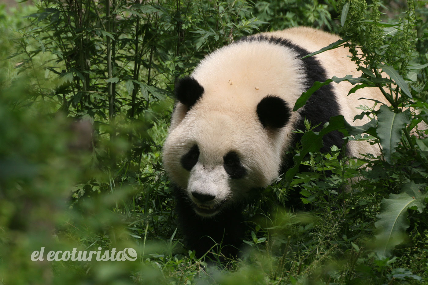 Introducir 118 Images Donde Vive El Oso Panda Gigante Viaterramx