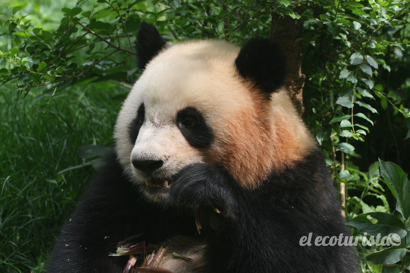 Dónde ver Osos Panda en China – El Ecoturista
