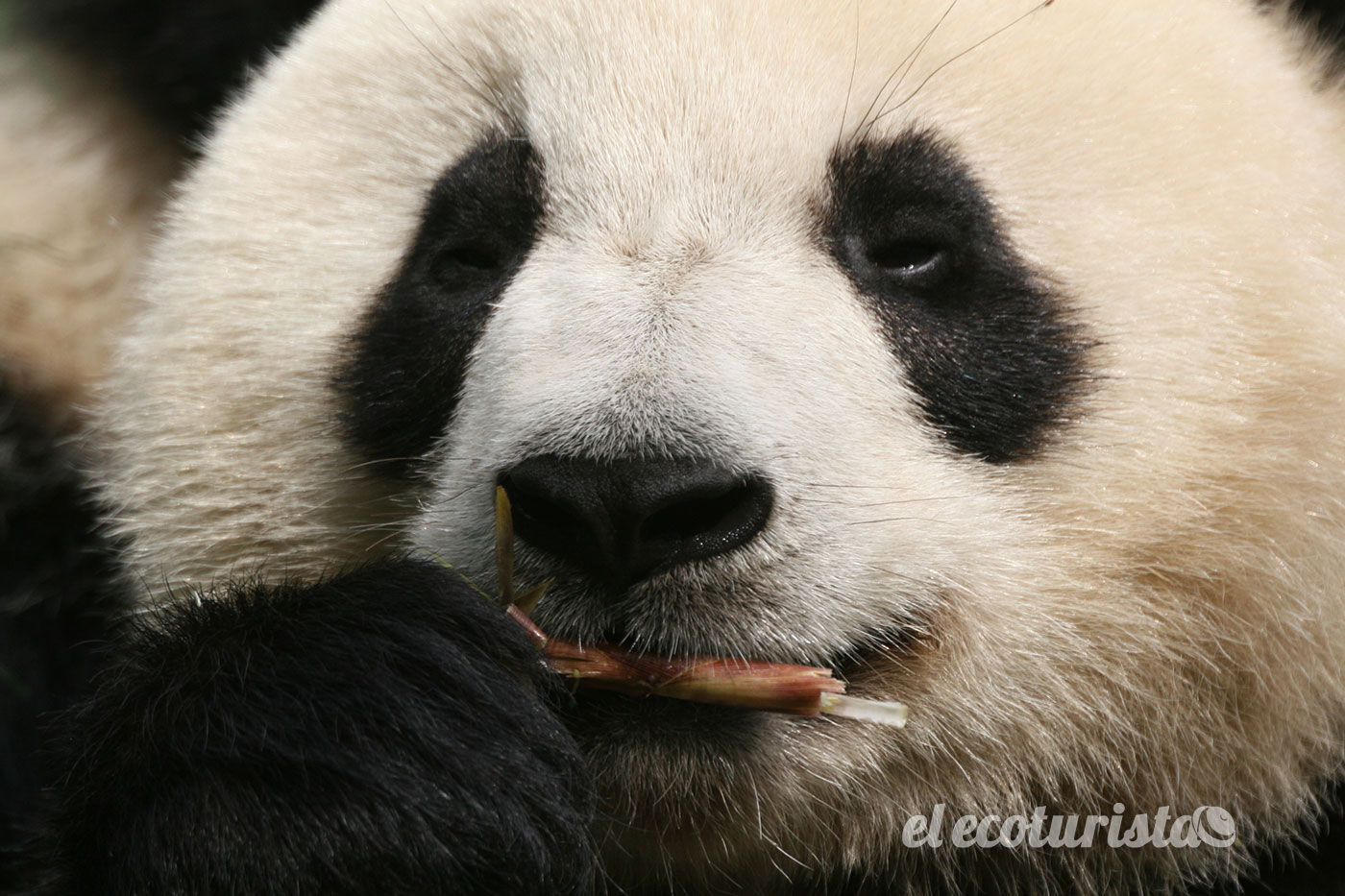 Brillar ducha transmitir Dónde ver Osos Panda en China – El Ecoturista
