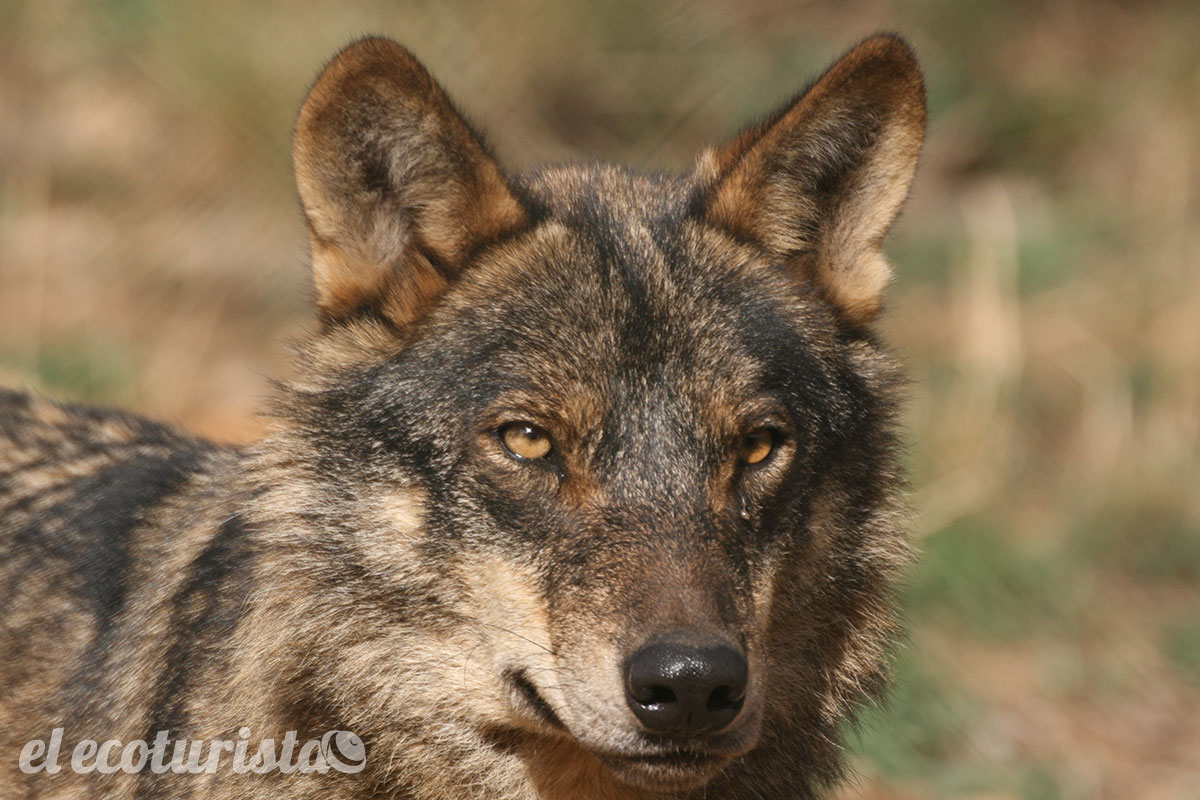 El Lobo ibérico especie Protegida desde hoy – El Ecoturista