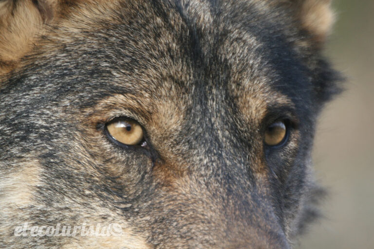 protección lobo españa – El Ecoturista