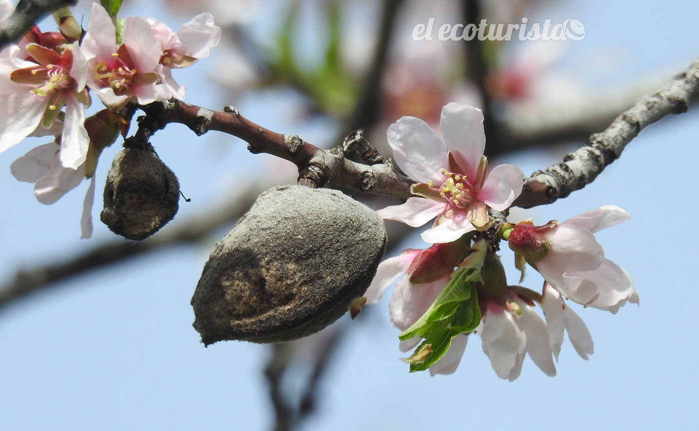 Almendros en flor, parque La Quinta de los Molinos – El Ecoturista