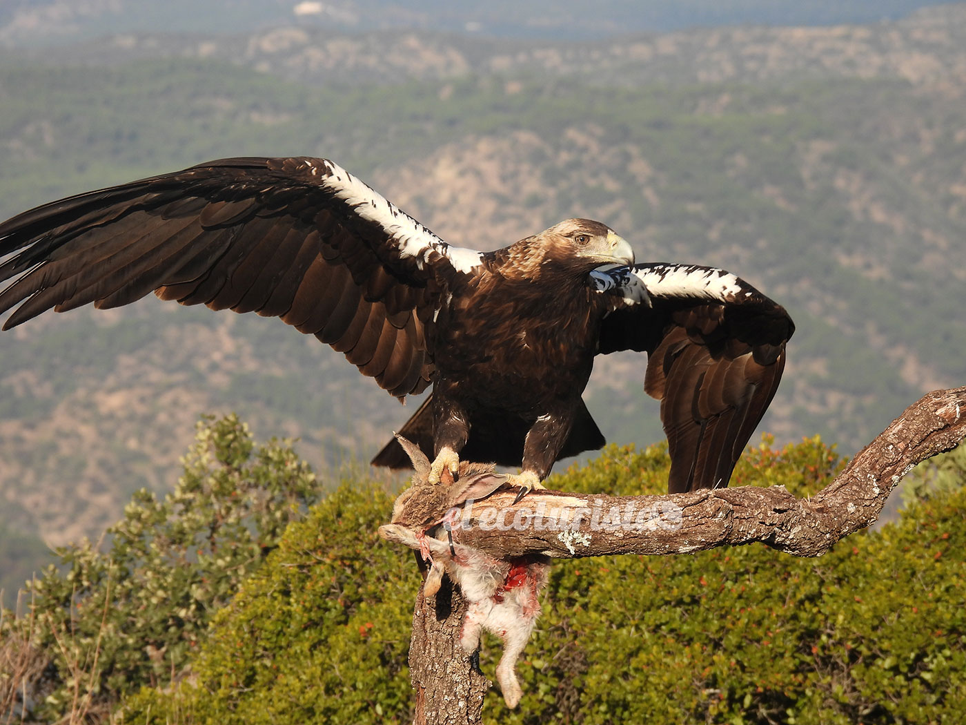 alt="águila imperial Sierra de Andújar"