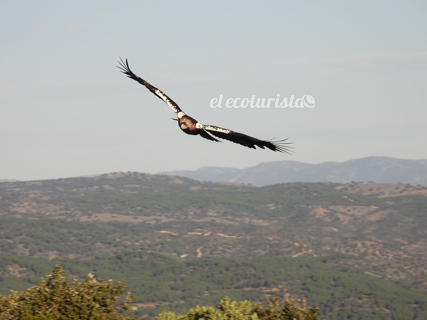 Águila imperial desde hide en la sierra de Andújar – El Ecoturista
