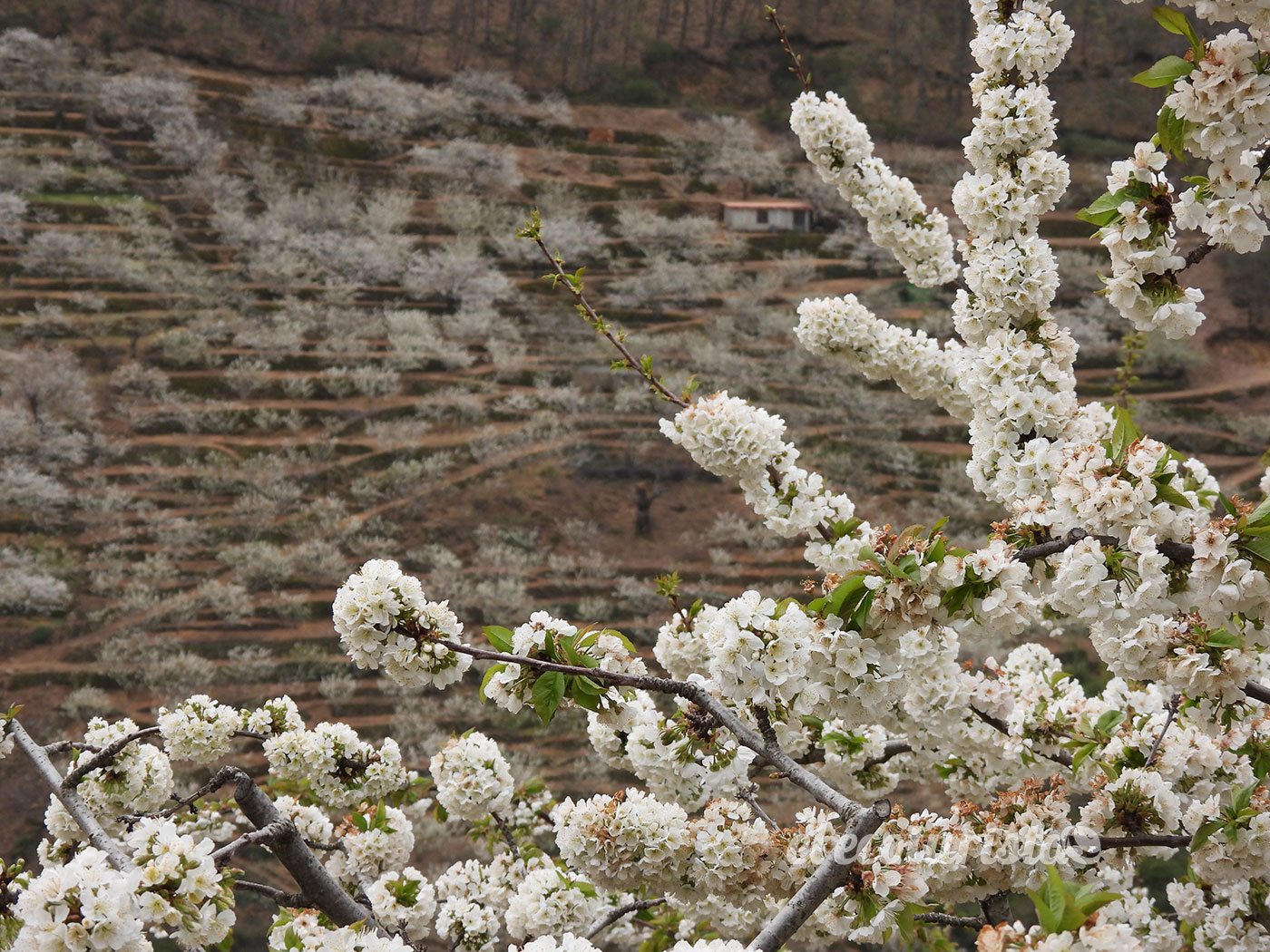 Cerezos en flor: Seis lugares en España para disfrutar de este