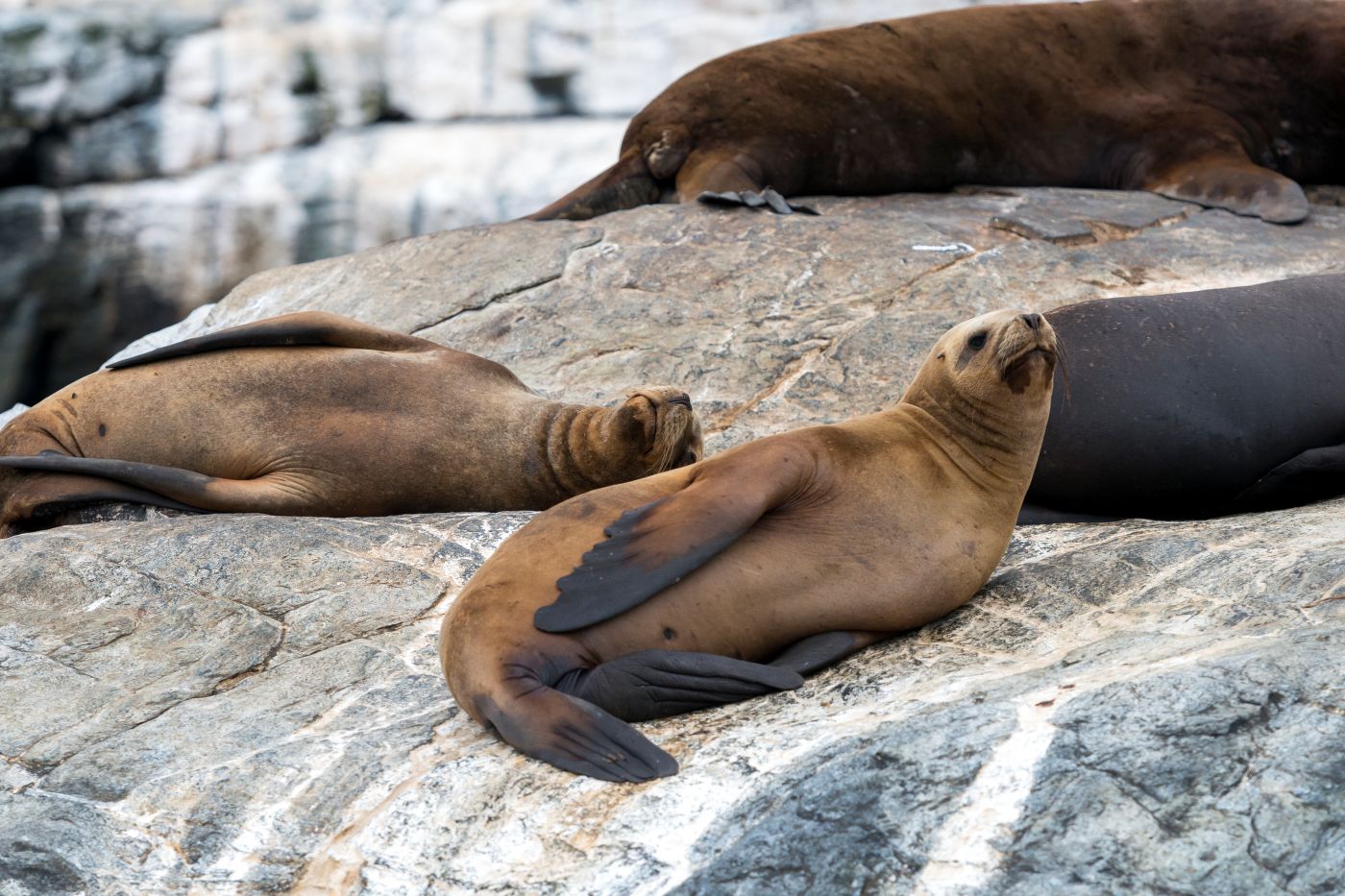 Avistamiento de fauna en Chile – El Ecoturista